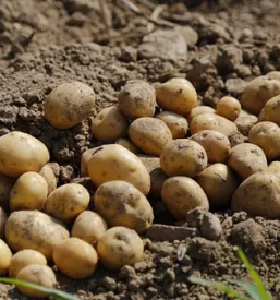 Prodaja semenskega krompirja v Sloveniji