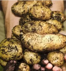 Semenski krompir cena 