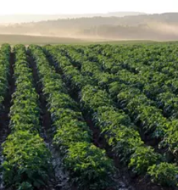 Semenski krompir cenik