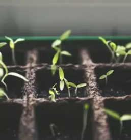 Urbani ribnik z akvaponiko primorska slovenija