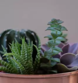 Urbani ribnik z akvaponiko primorska slovenija