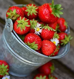 Domace sadje in zelenjava skofja loka