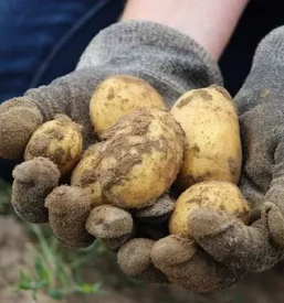 Nakup semenskega krompirja