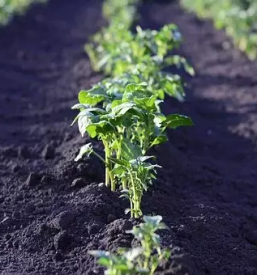 bio semenski krompir