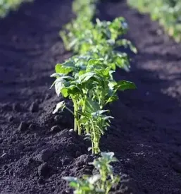 bio semenski krompir
