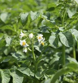 Cena semenskega krompirja