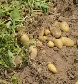 Zanesljiv aprodaja krompirja