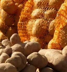 Ugodna prodaja semenskega krompirja osrednja slovenija