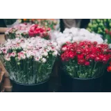 CVETLIČARNA MAK, BERNARDA GRANDA S.P.