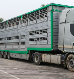 Prevoz zivali sentjernej dolenjska