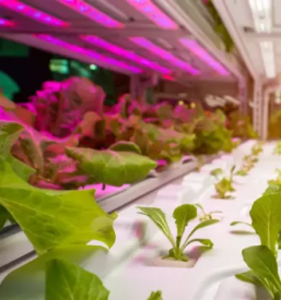 Prodaja gnojil zemlje konopljinih izdelkov nova gorica