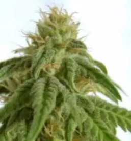 Spletna prodaja konopljinih izdelkov in vrtnarskih pripomockov slovenija