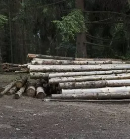 Odkup in prodaja lesa Pomurska