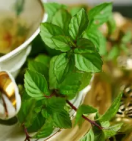 Zeliscna darila celje okolica savinjska