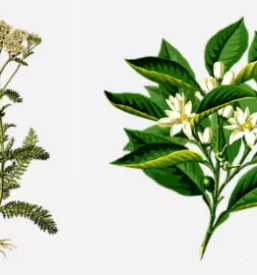 Zeliscna darila celje okolica savinjska