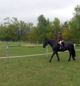 Aquatrainer for horses slovenia