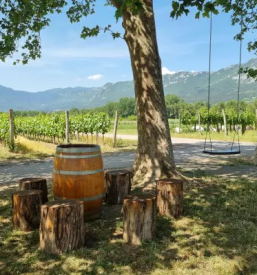 Bike tours in vipava valley and karst