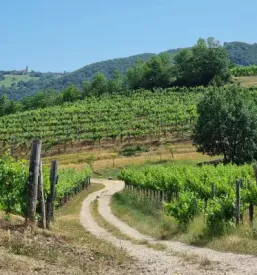 Bike tours in vipava valley and karst