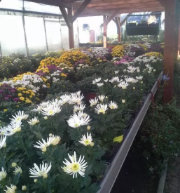 Cvetlicarna in vrtnarija rovte logatec