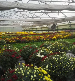 Cvetlicarna in vrtnarija rovte logatec