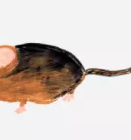 Ilustriranje knjig osrednja slovenija