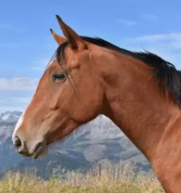 Kvaliteten trening za konje osrednja slovenija