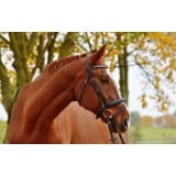 ADRIJANA SELJAK S.P.