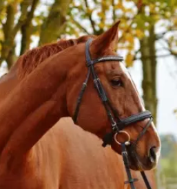 Kvaliteten trening za konje osrednja slovenija