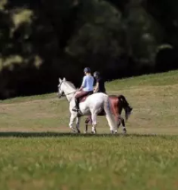 Kvaliteten trening za konje osrednja slovenija