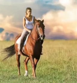 Kvaliteten trening za konje osrednja slovenija