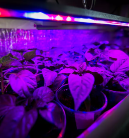 Led luci za vrtnarjenje in namakalne sisteme kranj gorenjska slovenija