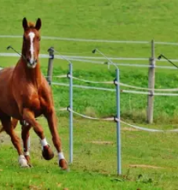 Ugodne instrukcije jahanja osrednja slovenija
