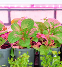 Vrtnarske led luci kranj gorenjska slovenija