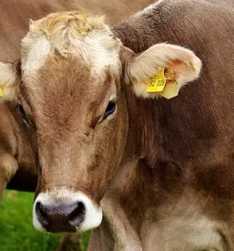 Vzreja govedi maribor stajerska