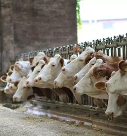 Vzreja govedi maribor stajerska