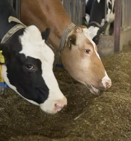 Vzreja govedi maribor stajerska