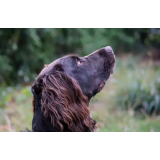 VZREJA PSOV IN VETERINARSKO SVETOVANJE BARBARA PAVLIN S.P.