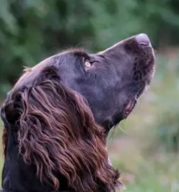Vzreja nemskih prepelicarjev dolenjska