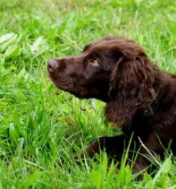 Vzreja nemskih prepelicarjev dolenjska
