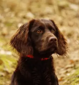 Vzreja nemskih prepelicarjev dolenjska