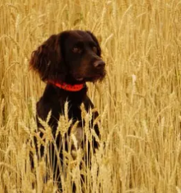 Vzreja nemskih prepelicarjev dolenjska