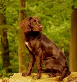 Vzreja nemskih prepelicarjev dolenjska