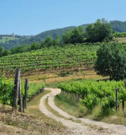 Wine tasting tours in vipava valley and karst