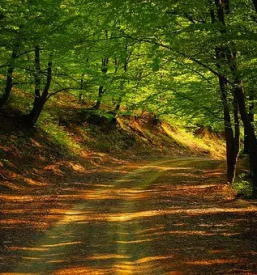 Ciscenje cest in zarascenih povrsin novo mesto okolica dolenjska