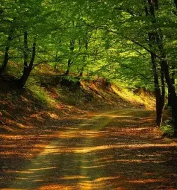 Ciscenje cest in zarascenih povrsin novo mesto okolica dolenjska