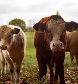 Govedoreja Dolenjska