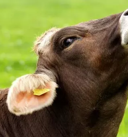 Reja drobnice Dolenjska