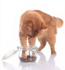 Kvalitetna macja hrana slovenija