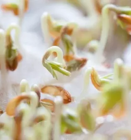 Razvojni center akvaopnike maribor