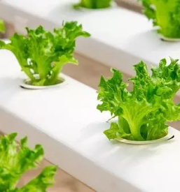 Razvojni center akvaopnike maribor